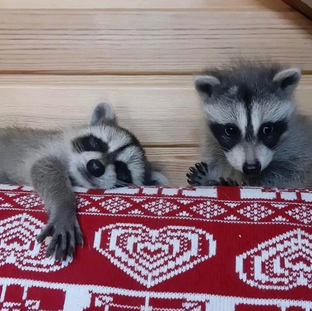 Waschbär Kaufen Deutschland