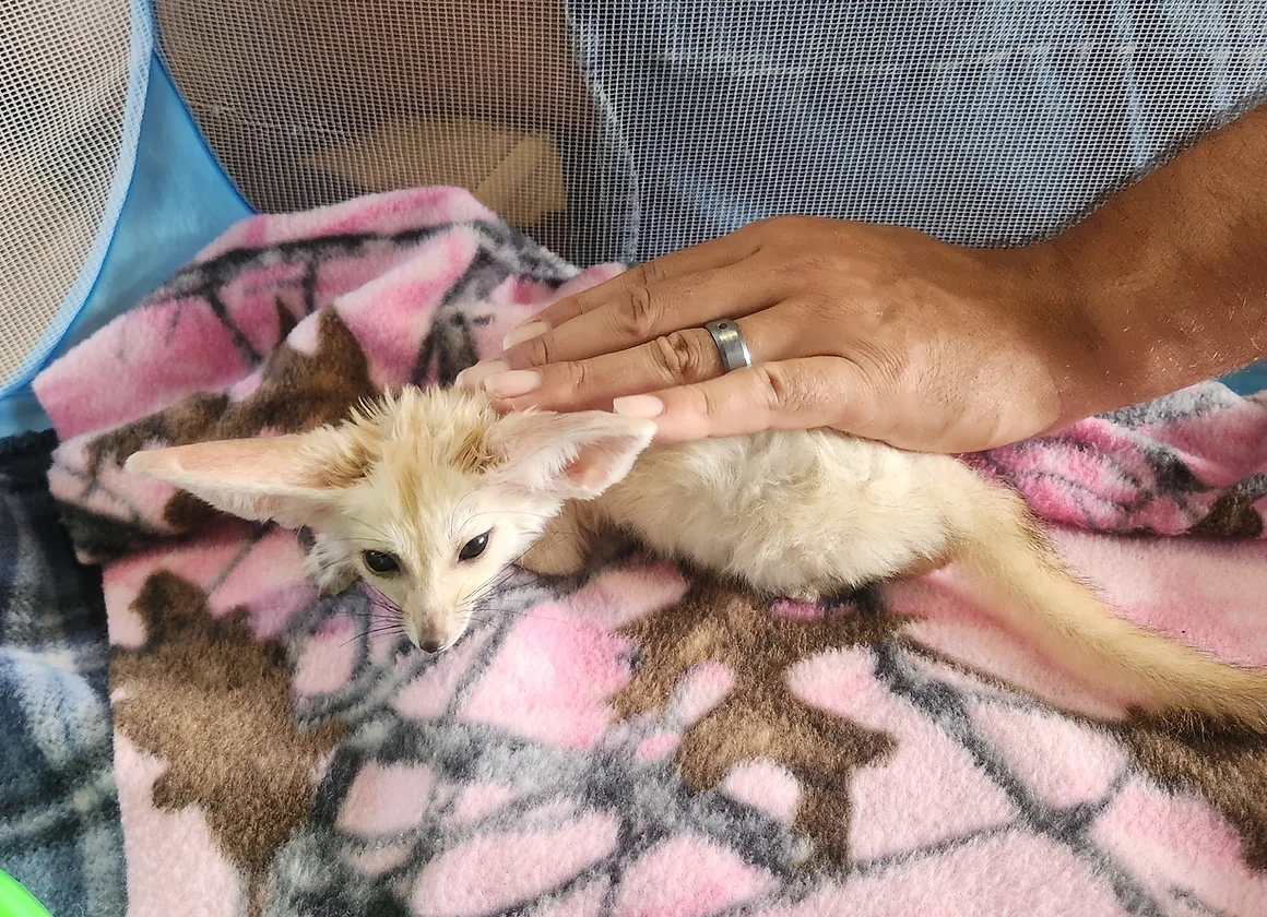 Fennek Fuchs Kaufen Deutschland