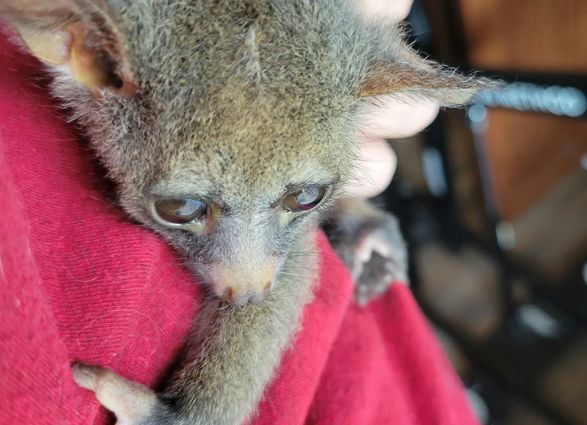 Galagos Kaufen Preis